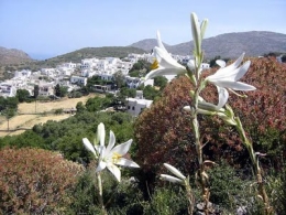 Αμοργός