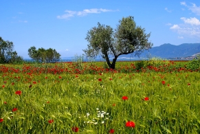 Μακεδονία